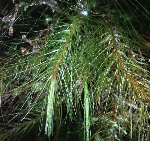 Pyrrhobryum pungens