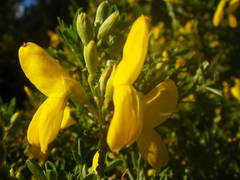 Genista stenopetala