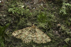 Paradarisa comparataria