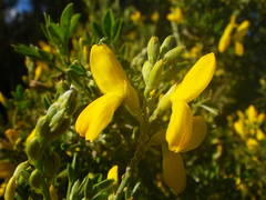 Genista stenopetala