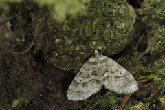 Trichopterigia micradelpha