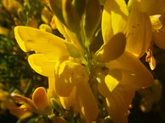 Genista stenopetala