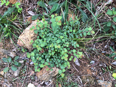 Spiraea blumei