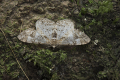 Alcis admissaria