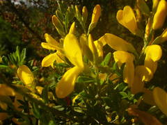 Genista stenopetala
