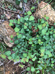 Spiraea blumei