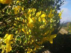 Genista stenopetala