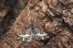 Harutalcis fumigata