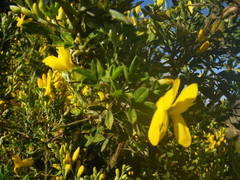 Genista stenopetala