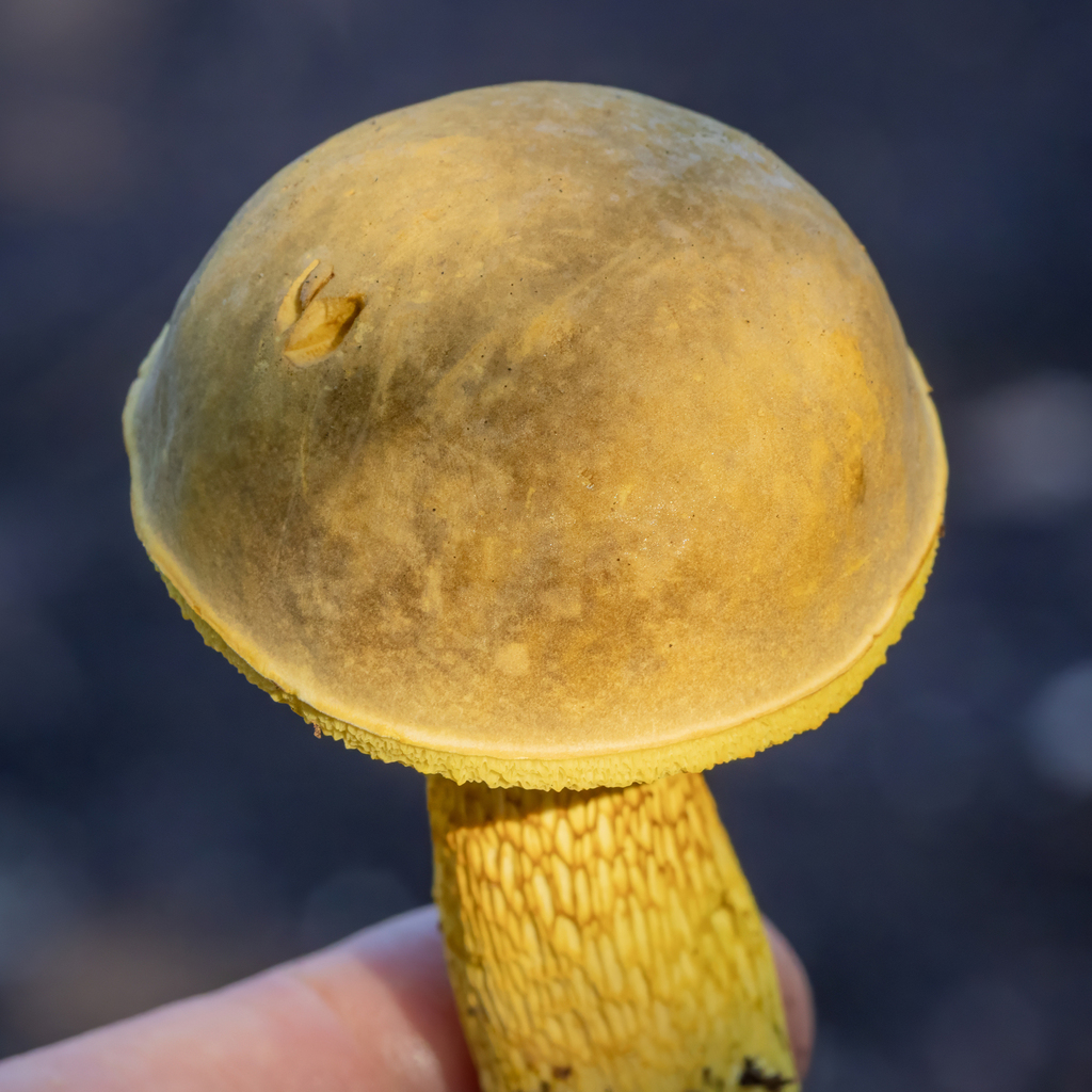 Ornate-stalked bolete · June 2026 · photo: Photo: (c) Dan Vickers, some rights reserved (CC BY) · iNaturalist