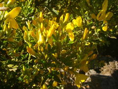 Genista stenopetala