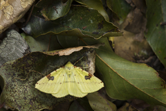 Opisthograptis punctilineata