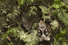 Clavipalpula aurariae