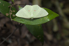 Tanaoctenia haliaria