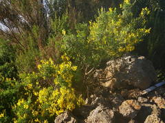 Genista stenopetala