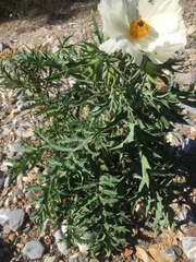 Argemone grandiflora