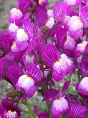 Chaenorhinum