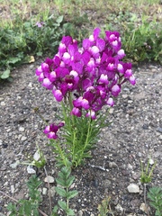 Chaenorhinum