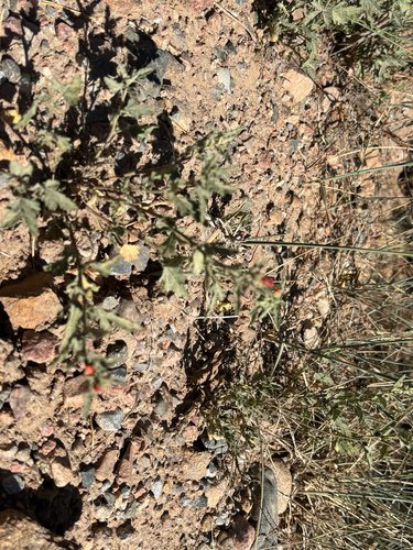 Fendler's Globemallow