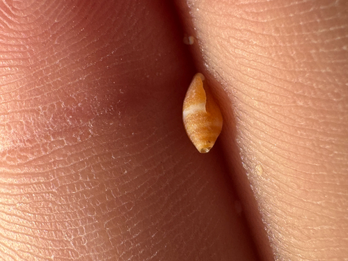 Lovellona peaseana, 2026-06-07
