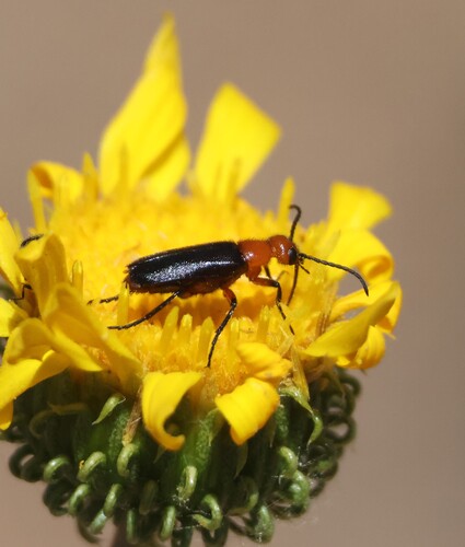 Nemognatha nigripennis