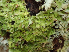 Lobaria adscripta