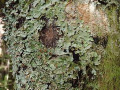 Lobaria adscripta