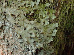 Lobaria adscripta