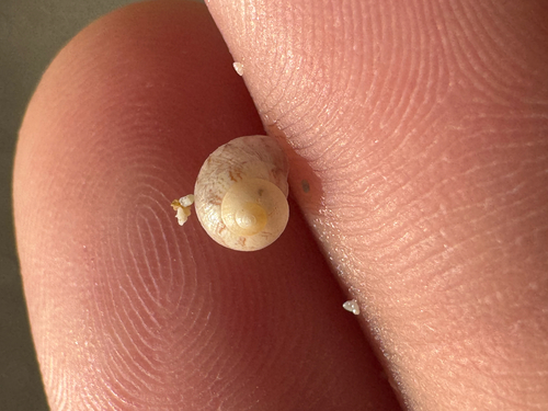 Calliotrochus marmoreus observed 2026-06-07