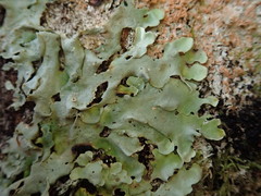 Lobaria adscripta