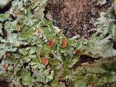 Lobaria adscripta