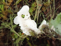 Lobaria adscripta