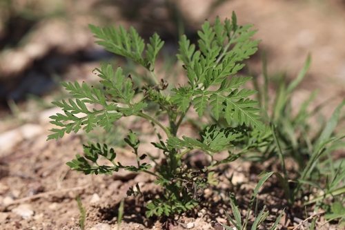 common ragweed