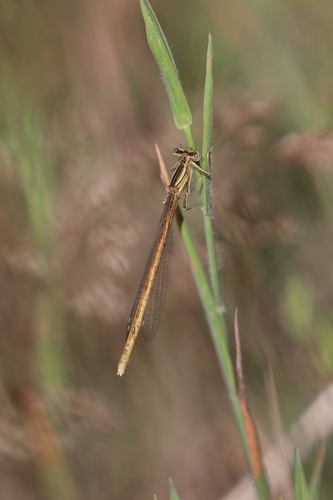 Orange Featherleg