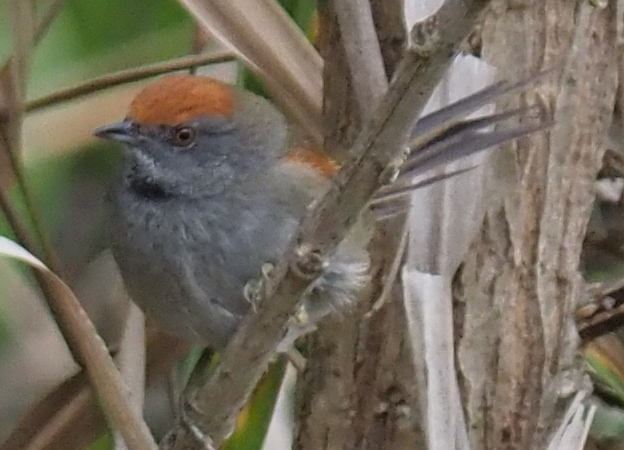 Spix's Spinetail (Synallaxis spixi), photo 10