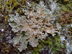 Pseudocyphellaria gretae