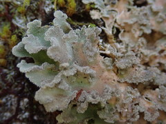 Pseudocyphellaria gretae