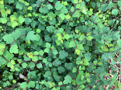 Spiraea blumei