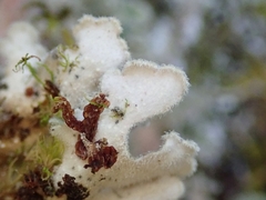 Pseudocyphellaria gretae