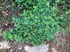 Spiraea blumei