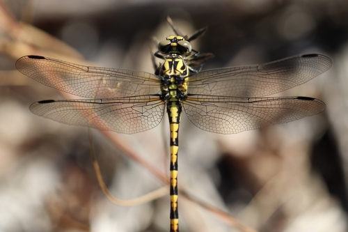 Large Pincertail