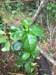 Coprosma macrocarpa minor