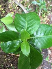 Coprosma macrocarpa minor