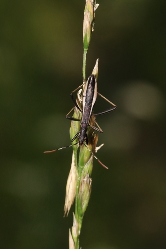Micrelytra fossularum
