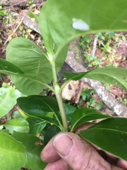 Coprosma macrocarpa minor