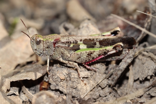 Broad Green-winged Grasshopper