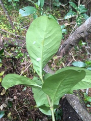 Coprosma macrocarpa minor