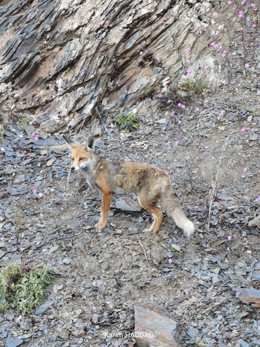Maghreb Red Fox