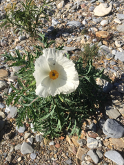 Argemone grandiflora