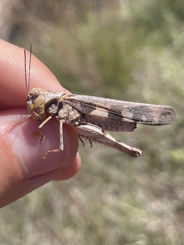 Platte Range Grasshopper